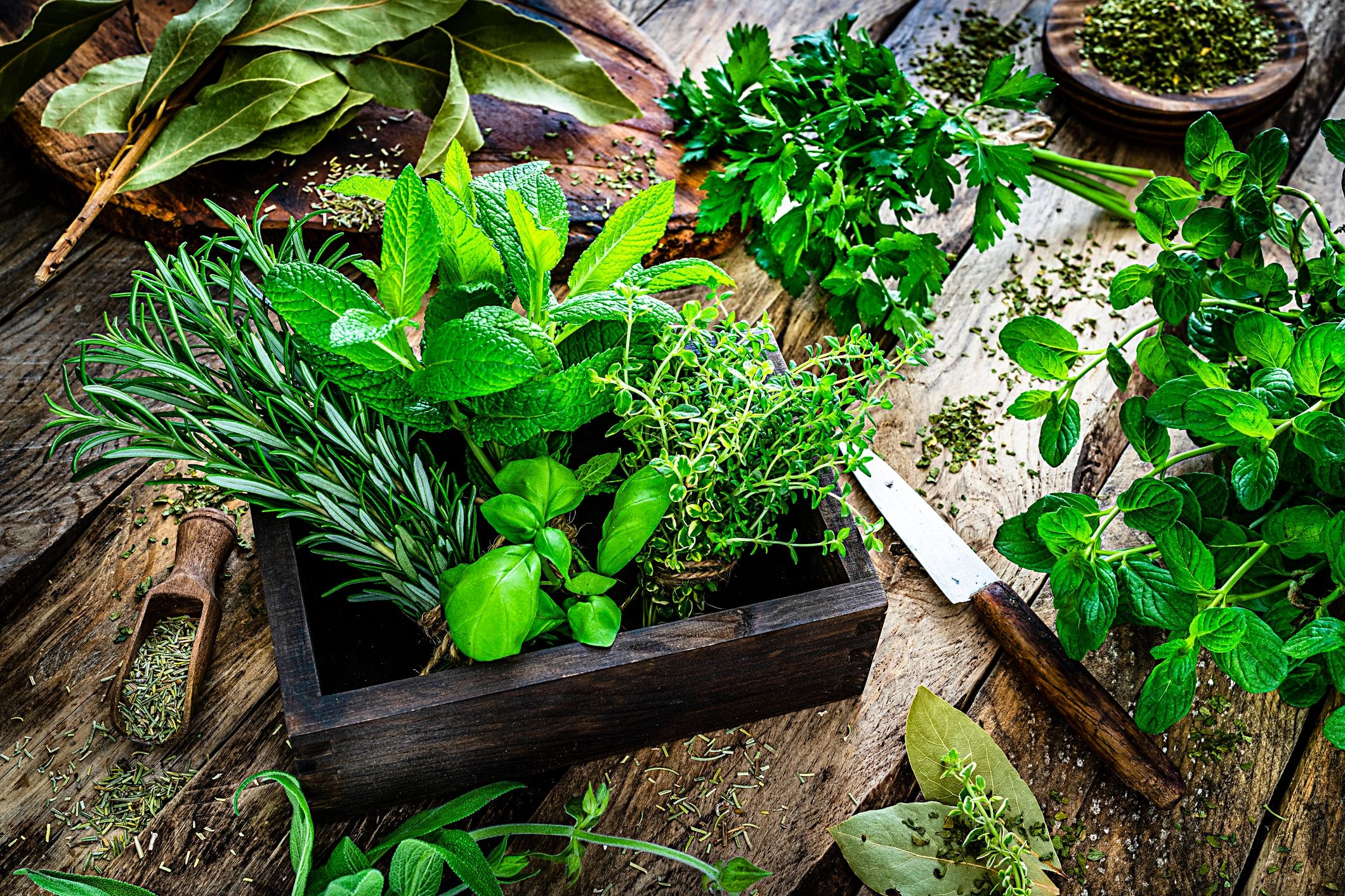 Fresh organic herbs arranged on a rustic wooden table