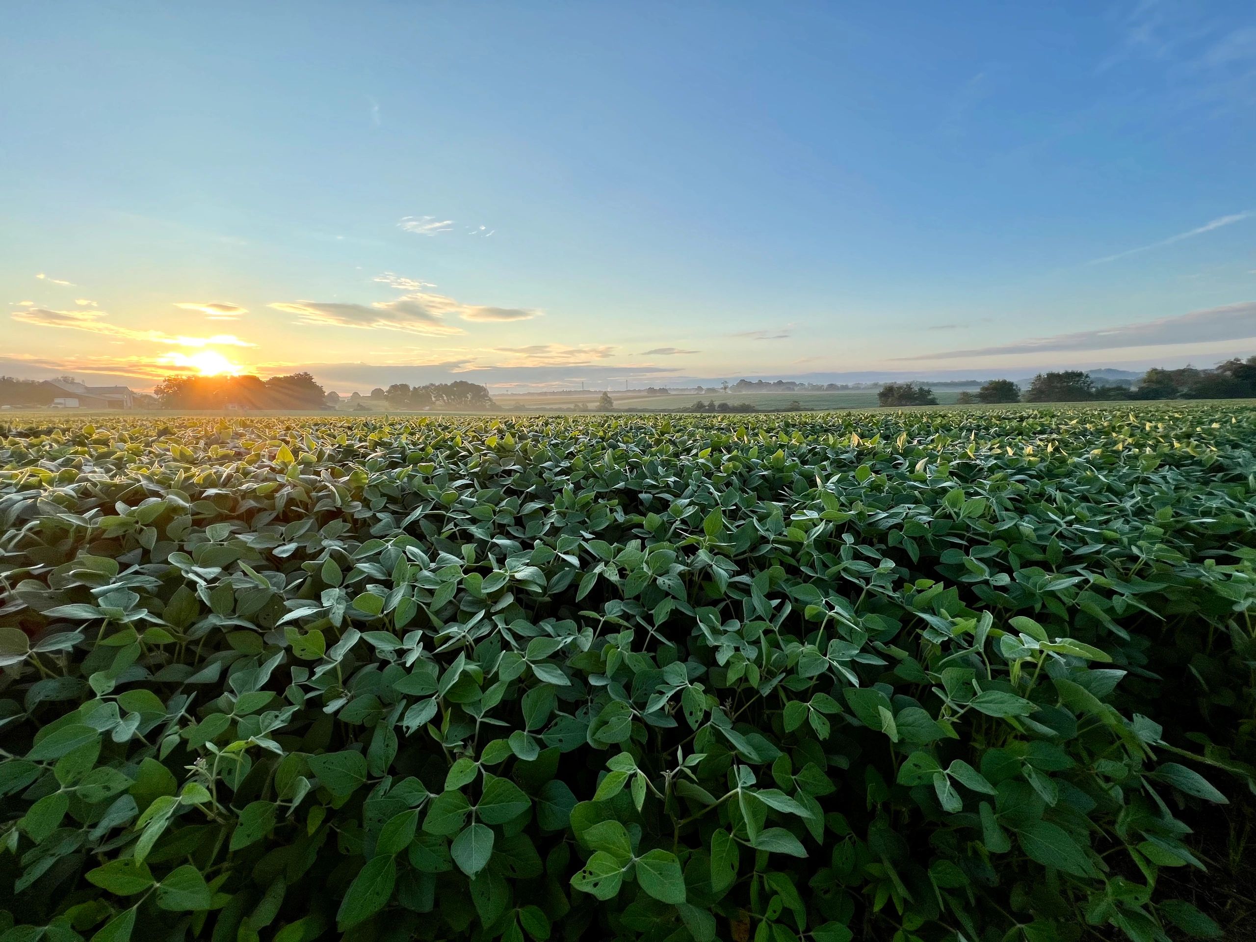 Field at dawn with soft morning light