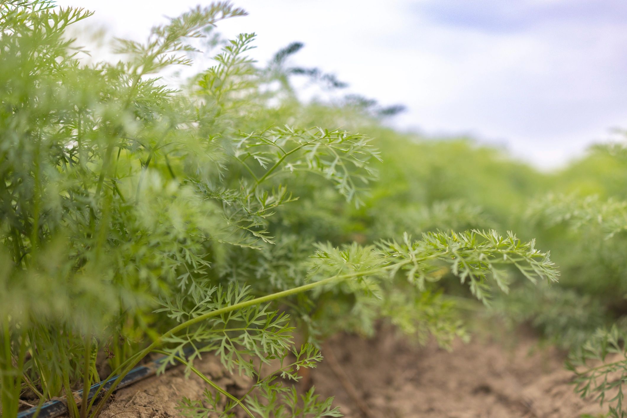 Lush green crop foliage growing in organized rows on an organic farm field