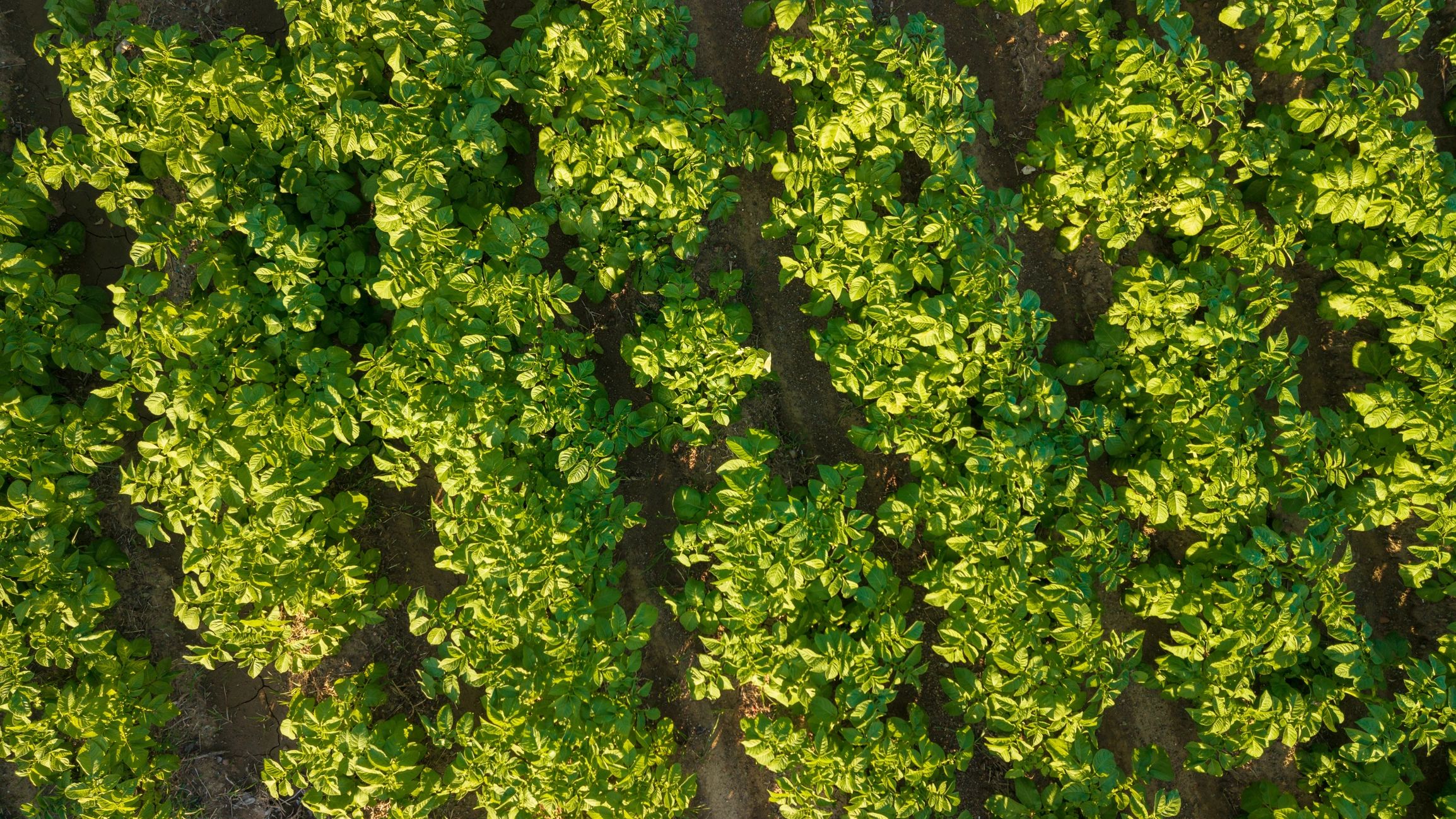 Aerial view of crop rows in an agricultural field